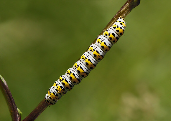 Mullein moth (Shargacucullia verbasci)