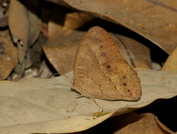 Chinese Bush Brown