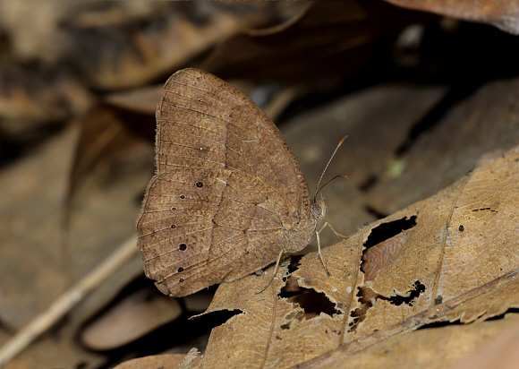 Mycalesis gotama dry season form, Chilapata, West Bengal, India