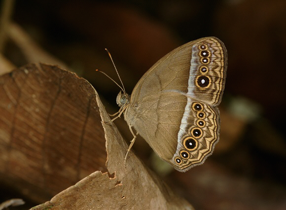 Forest Bush Brown