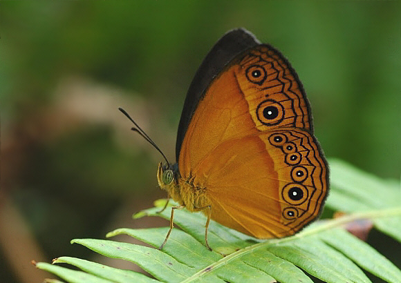 Hewitson’s Bush Brown