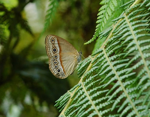 Butler’s Bush Brown