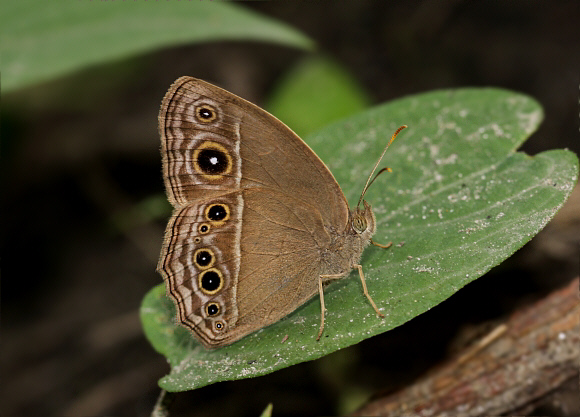 Long-brand Bush Brown