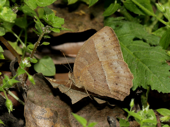 Mycalesis visala dry season form, Chilapata, West Bengal, India - Adrian Hoskins