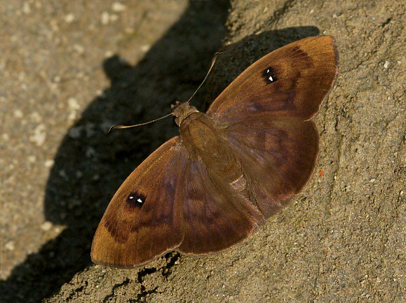 Staring Eye Spreadwing