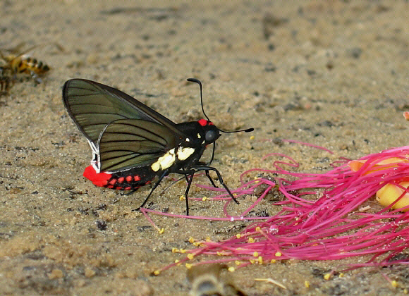 Scarlet-tipped Loner