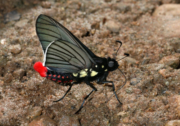 Mysarbia sejanus sejanus, Satipo, Peru by Adrian Hoskins