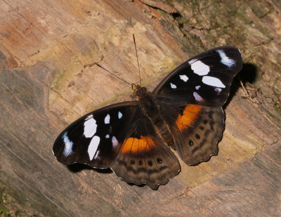 Capenas Bluewing