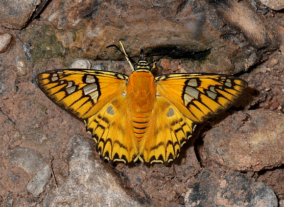 Myscelus amystis, Satipo, Peru - Adrian Hoskins