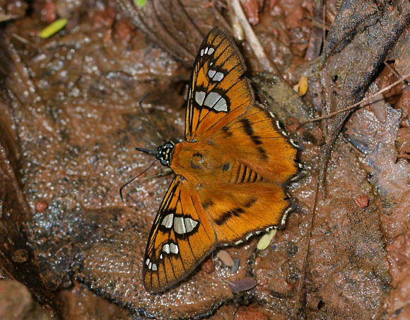 Myscelus epimachia, Catarata Bayoz, Le Merced, Peru by Adrian Hoskins