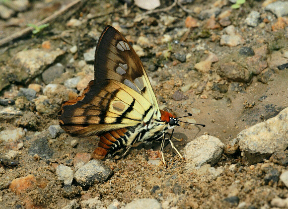 Myscelus phoronis, Manu cloudforest, 1500m, Peru by Adrian Hoskins