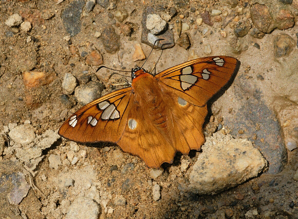 Myscelus phoronis, Manu cloudforest, 1500m, Peru by Adrian Hoskins