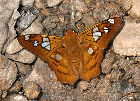 Myscelus phoronis, Satipo, Peru by Adrian Hoskins