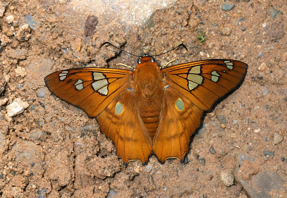 Myscelus phoronis, Satipo, Peru by Adrian Hoskins