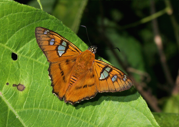 Myscelus draudti, Satipo, Peru by Adrian Hoskins