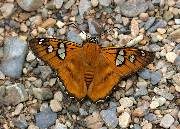 Myscelus epimachia, Satipo, Peru by Adrian Hoskins