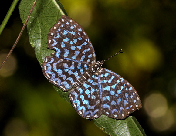 Blue-washed Metalmark