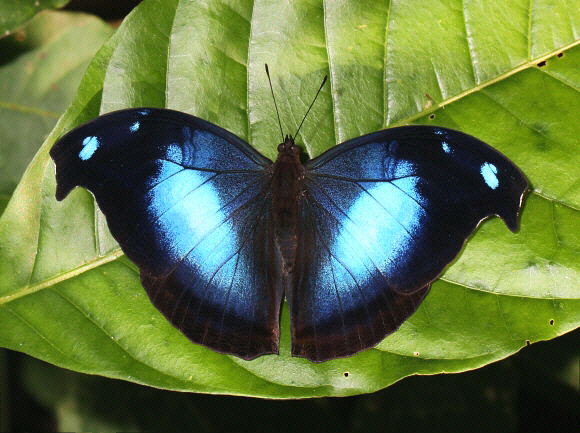 Great Blue Hookwing