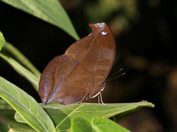 Napeocles jucunda, Satipo, Peru - Adrian Hoskins