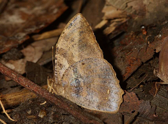 Staudinger’s Owlet