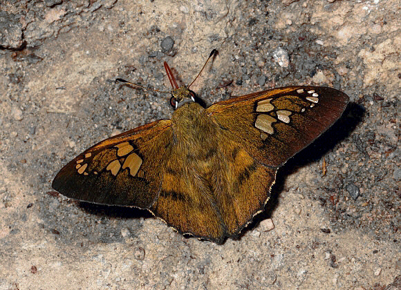 Nascus phocus, Satipo, Peru - Adrian Hoskins