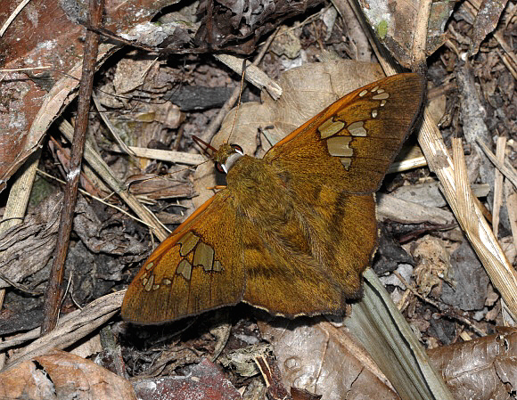 Nascus phocus, Satipo, Peru - Adrian Hoskins