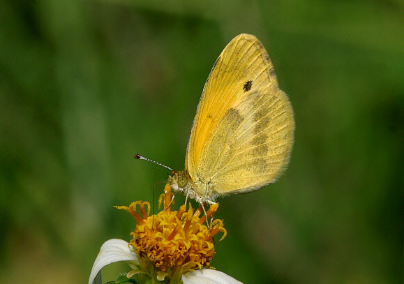 Dwarf Yellow