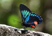 Necyria%20zaneta%203934 001a small - Learn Butterflies