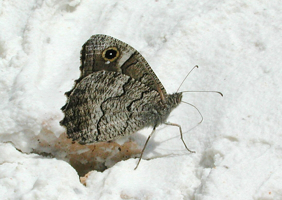 Freyer’s Grayling