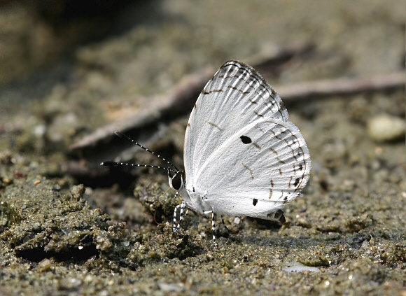 Quaker