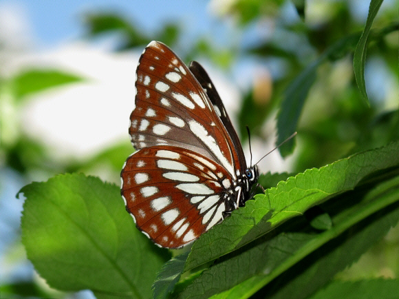 Neptis dejeani, Sichuan, China – Andrew Neild