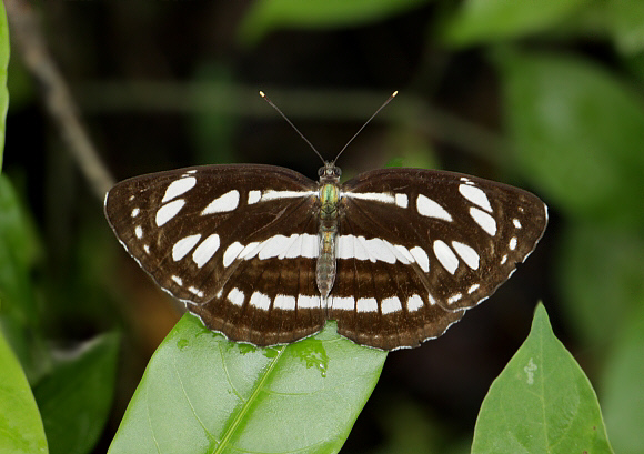 Common Glider