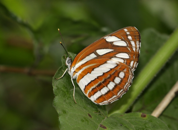 Neptis sappho Manas, Assam, India - Adrian Hoskins