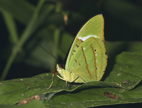 Nessaea%20hewitsoni%200037 001a - Learn Butterflies