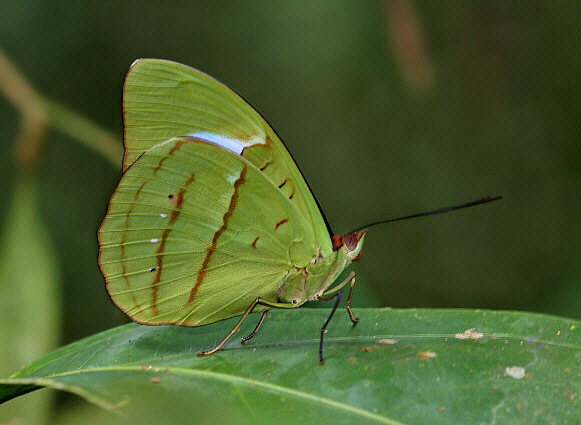 Hewitson’s Olivewing