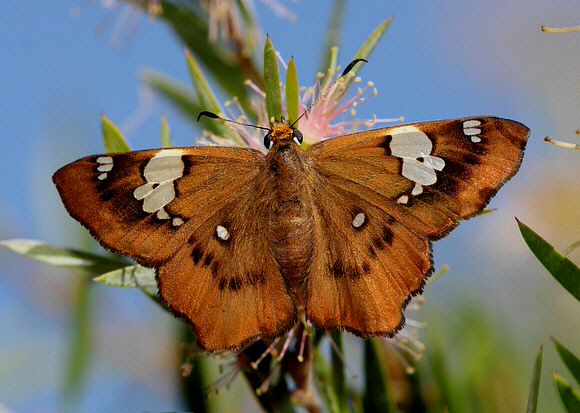 Bronze Flat