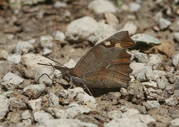 Nettle-tree butterfly