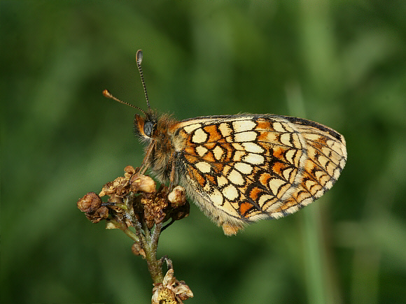 Nickerl s%20Fritillary%20UNS%20PBJ001a - Learn Butterflies