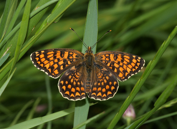 Nickerl’s Fritillary