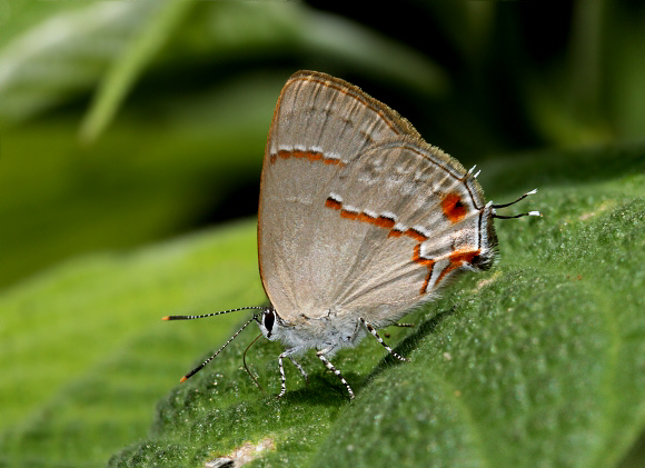 Heraldica Hairstreak