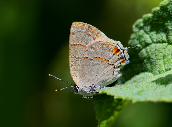 Pyxis Hairstreak