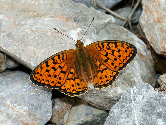 Niobe Fritillary