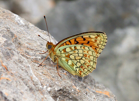 Niobe%20Fritillary%20uns%20PBJ001a - Learn Butterflies