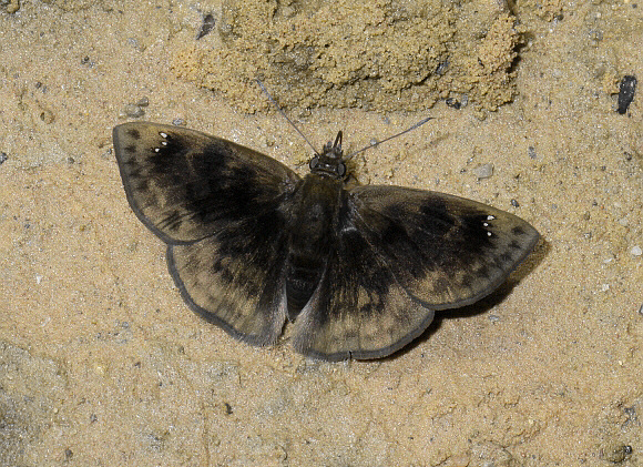 Ephora Tufted Skipper