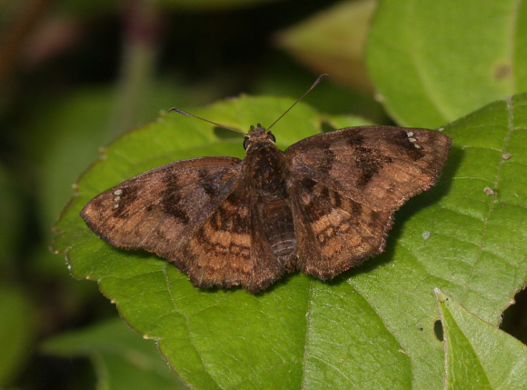 Marbled Tufted Skipper