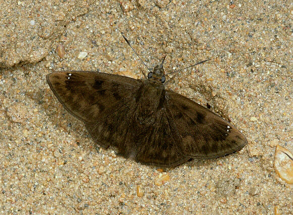 Evans’ Tufted Skipper