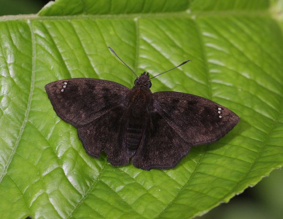 Möschler’s Tufted Skipper