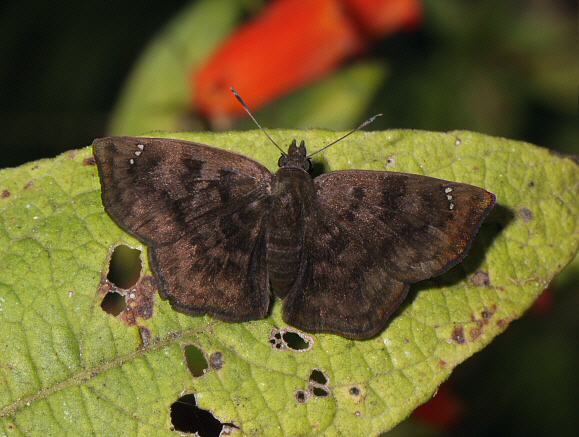 Nisoniades rubescens, male, Mariposas, Satipo, Peru