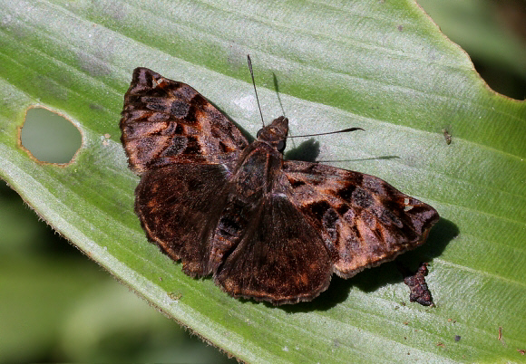 Red-studded Skipper