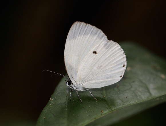 Untailed Ginger White